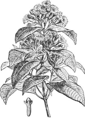 A flowering branch of the Gillyflower — A flowering branch of gillyflower with broad leaves and a dense head of small four-petaled flowers.