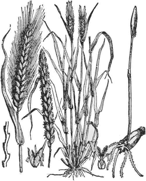 Wheat — Wheat: a clump of plants with ripe ears, a single ear drawn larger with its long beards, a sprouting grain with its roots, and a few small flower parts.