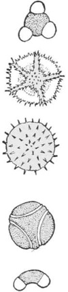 Grains of Pollen — Five grains of pollen from different plants, drawn very large one above another, each with its own shape, from smooth and three-lobed to spiked.