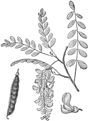 Flowering branch of Locust Tree — A flowering branch of the locust tree with leaves of many small paired leaflets, a hanging cluster of flowers, a single flower, and a long, plump pod.