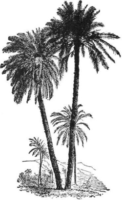 Date-palm — Two tall date-palms with crowns of long feathery leaves, and a smaller palm beside them, in open, dry country.