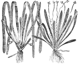 Diœcious plants (male and female) of Vallisneria Spiralis — Two clumps of Vallisneria with long ribbon leaves: one sends up flowers on long, tightly curled stems, the other keeps its flowers short at the base.