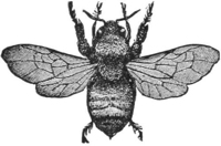 Bumble-Bee — A bumble-bee seen from above with its wings spread, its round body thick with hair.