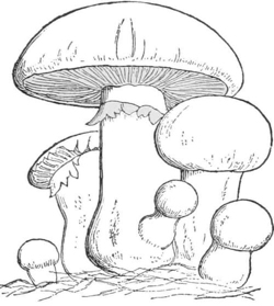 Mushrooms — A cluster of mushrooms of different ages, from small round buttons to a large one whose cap has spread wide to show the gills beneath.