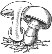 Poisonous Mushroom — Two poisonous mushrooms with a ring around each stalk and threads spreading from their bases, one with part of its cap cut away.