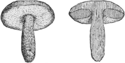 Mushrooms — Two mushrooms drawn whole side by side, one with gills under its cap, the other with a cap whose underside is full of tiny pores.