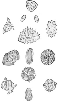 Spores — Mushroom spores of different kinds, drawn many times their real size, some round, some oval, some rough with points or a network of ridges.