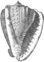 Cassis — A large helmet shell with a broad, ridged outer lip and rows of knobs on its back.