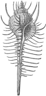 Spiny Mollusk — A long, slender sea shell bristling with rows of thin spines along its whole length.
