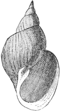Paludinidæ — A smooth freshwater snail shell, coiled to a sharp point, with a wide, rounded opening.