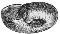 Planorbinæ — A flat, round ditch shell, coiled in a spiral like a watch-spring and seen from the side.