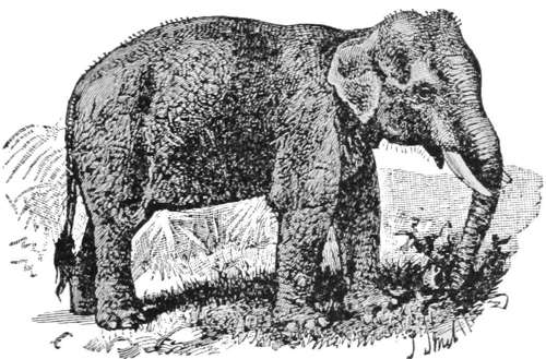 Elephant — An elephant standing in long grass, seen from the side, its trunk hanging down between two short tusks.