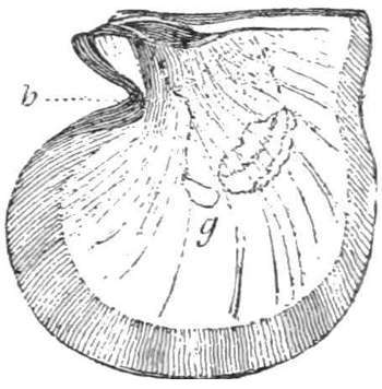 Meleagrina (avicula) margaritifera — The inside of a pearl-oyster shell, nearly round and lined with mother-of-pearl, with two of its parts lettered b and g.