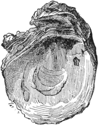 Oyster Shell — The inside of a rough oyster shell, its edges ragged with layers of shell.