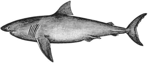 Shark — A shark seen from the side, with a pointed snout, a tall fin on its back and a forked tail.