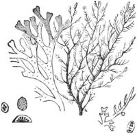 Seaweed — Several seaweeds drawn together, some with flat, forked fronds and some finely branched like a little tree, with a few of their seeds drawn larger.