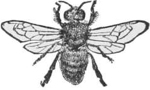 Drone — A drone drawn from above with its wings spread, a thickset bee with large eyes meeting on the top of its head.