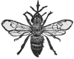 Worker — A working-bee drawn from above with its wings spread, smaller and slimmer than the drone.