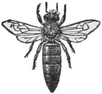 Queen Bee — A queen bee drawn from above with her wings spread, her long, tapering body reaching well past the tips of her wings.