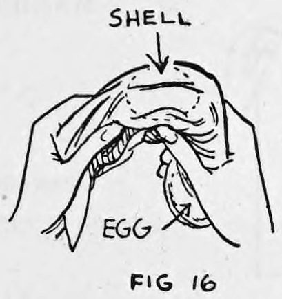 Fig. 16. — The two hands grasp the ends of the handkerchief with the egg brought up between them; labels mark the shell and the egg.