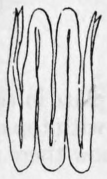 Fig. 23. — The two handkerchiefs folded up together into a long narrow bundle of several lengthwise folds, with the folded loop at the bottom.