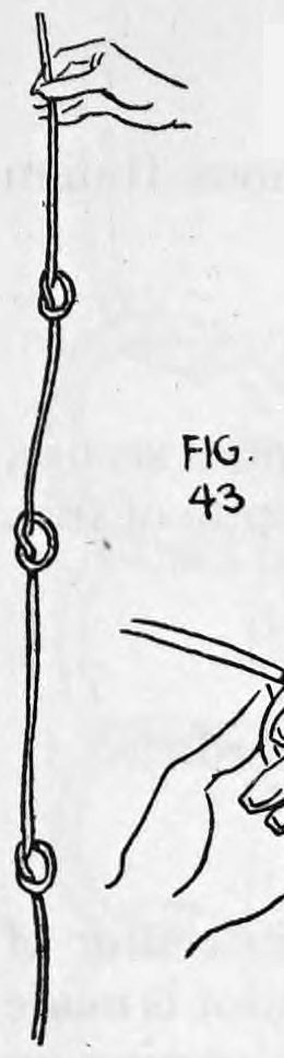 Fig. 43. — The rope hangs from the right hand held at the top, with a series of single knots tied at about equal distances down its length.