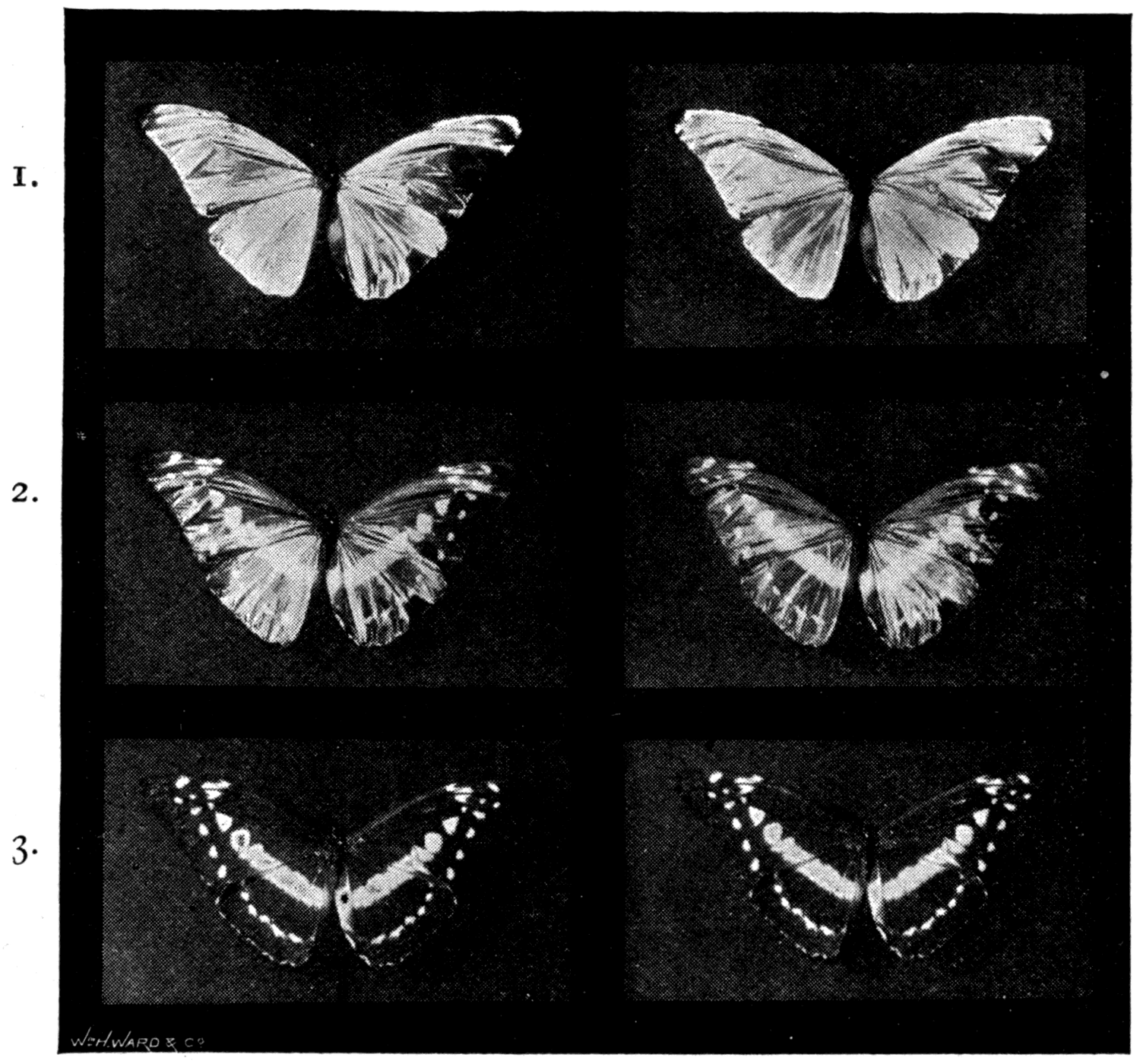 The triple chromogram of the butterfly. Uppermost, the picture to be lit by blue-violet light; in the middle, the one for green light; at the bottom, the one for red. All three are plain black and white.