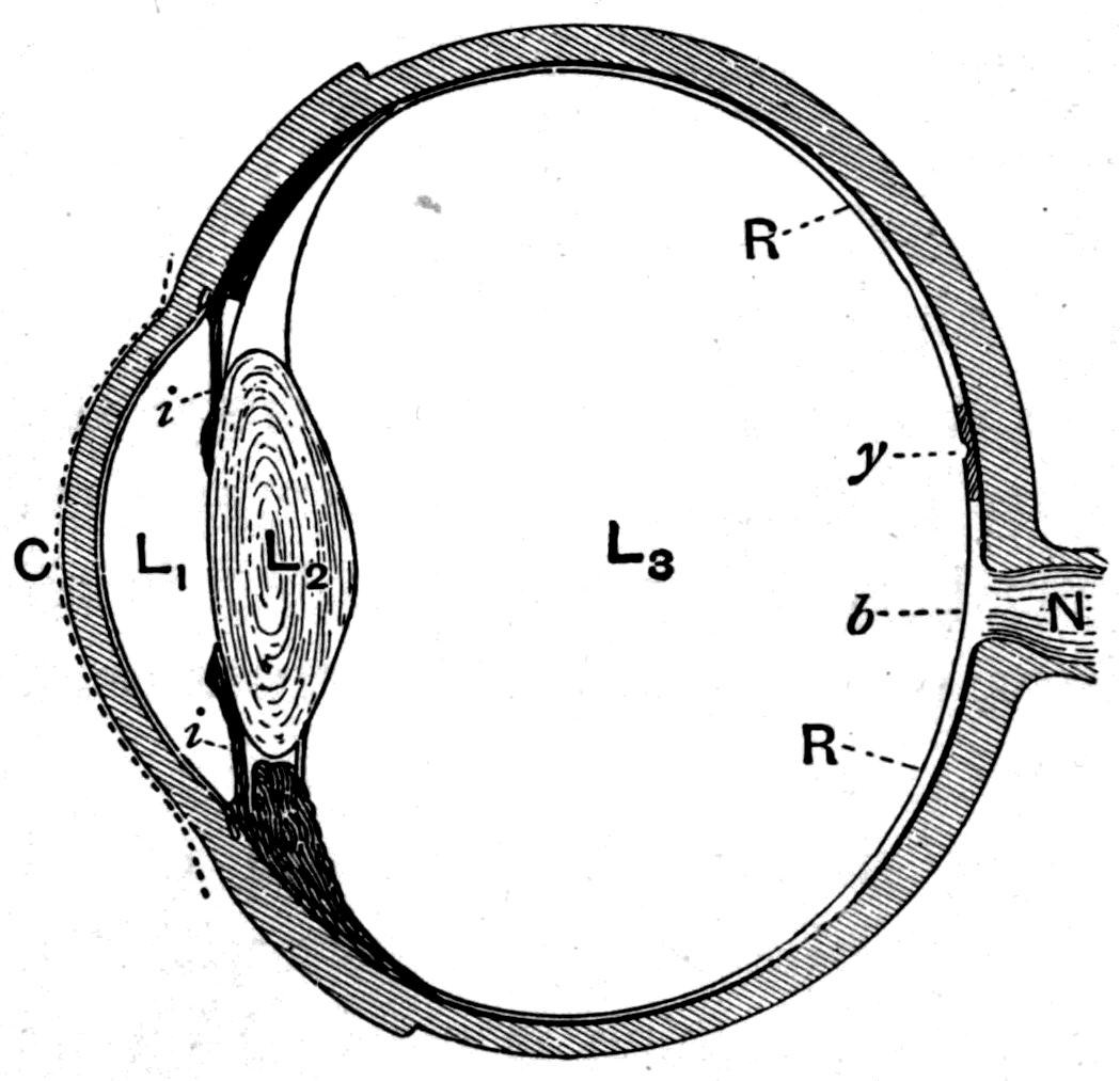 A section through the human eyeball. C the cornea; R the retina; N the optic nerve; L1 the aqueous humour; L2 the crystalline lens; L3 the vitreous humour; i the iris diaphragm; b the blind spot; y the yellow spot, or macula lutea.