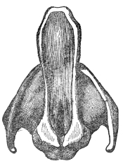 The vocal cords at rest, as the laryngoscope shows them — the pale bands running down each side of the opening at the head of the windpipe.