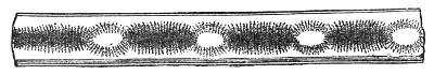 The dust figure inside the stopped tube. The lycopodium has fallen into a row of ridges — a heap ringing every node, with the powder between them combed into fine crosswise streaks along each ventral segment.