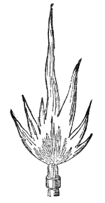 The same fish-tail flame the instant the whistle is blown: seven quivering tongues shoot up out of the sheet, and vanish again the moment the sound stops.