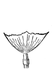 The broad, steady fan of a bat's-wing burner, indifferent to the loudest sound.