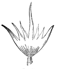 The same fan when the pressure has been raised to the roaring point and the whistle blown: the smooth edge breaks into a crown of tongues.