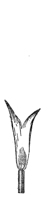 The complementary flame: short, brilliant and split into a fork.