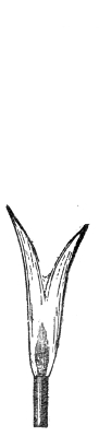What the long smoky flame of Fig. 125 becomes when the whistle sounds — short, forked and brilliant.