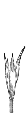 The same flame the moment the whistle is blown, broken open into a sheaf of short bright tongues.
