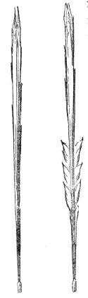 The tall flame in its ordinary state on the left, and on the right the same flame answering a very short sound — its lower half suddenly fringed with luminous tongues, while the central column looks as tall as ever because the eye cannot follow its fall and recovery.