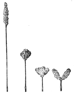 Four positions of the dancing smoke jet. On the left the tall thin column with its head just gathering; then the bunch formed lower down; then lower still; and on the right the column contracted almost to the burner, its top opened into a fork.