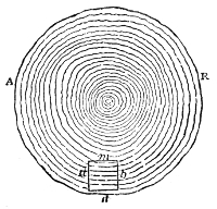 A section of the trunk, A R, with a small cube cut from the outer wood. Sound travels faster across the rings, in the direction m n, than along them, in the direction a b.
