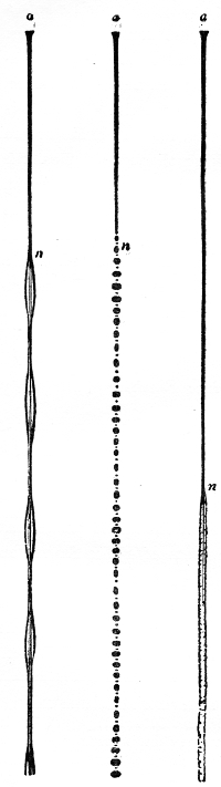 The falling water jet. On the left, as the eye sees it: limpid and glassy from the orifice a down to n, then a train of swellings and contractions. In the middle, as a single electric flash reveals it: a chain of separate drops, a small one between every two large ones. On the right, the vein rendered turbid below n.