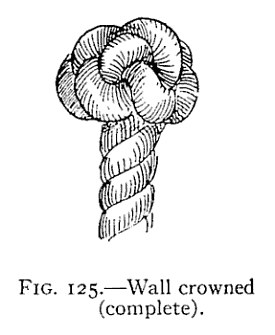 FIG. 125.—Wall crowned (complete). — The wall crowned and drawn snug: a crown of rounded bights sitting on top of the wall at the rope's end, above the laid standing part.
