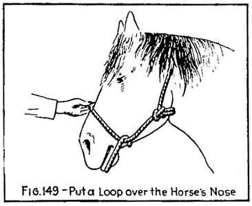 FIG. 149.—Put a Loop over the Horse's Nose — A horse's head with a rope around its neck tied in a bowline, and a hand holding a loop of the same rope over the horse's nose.