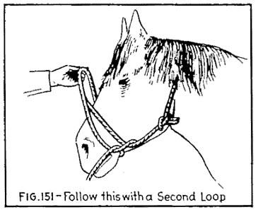 FIG. 151.—Follow this with a Second Loop. — A hand lifting a second loop of the rope up over the horse's head, above the first loop around the nose and the bowline at the neck.