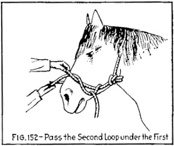 FIG. 152.—Pass the Second Loop under the First. — Two hands passing the second loop of rope under the first one around the horse's nose, beside the bowline at the neck.