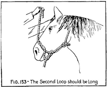 FIG. 153.—The Second Loop should be Long. — A hand drawing the second loop up high above the horse's head, long enough to reach over its ears, while the first loop stays around the nose.