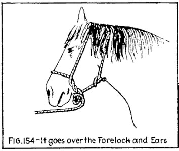 FIG. 154.—It goes over the Forelock and Ears. — The finished halter: the rope runs over the horse's forelock behind its ears, down each cheek to the noseband and the bowline at the neck, with the lead hanging free.
