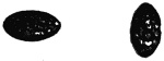 Two outlines of the falling drop as it oscillates: on the left flattened into a wide oval, on the right elongated vertically.