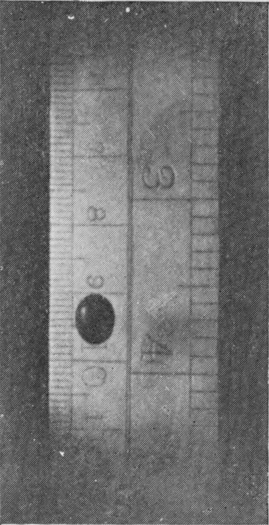 3 — The drop nearly round, caught slightly higher on the scale than in the second photograph.