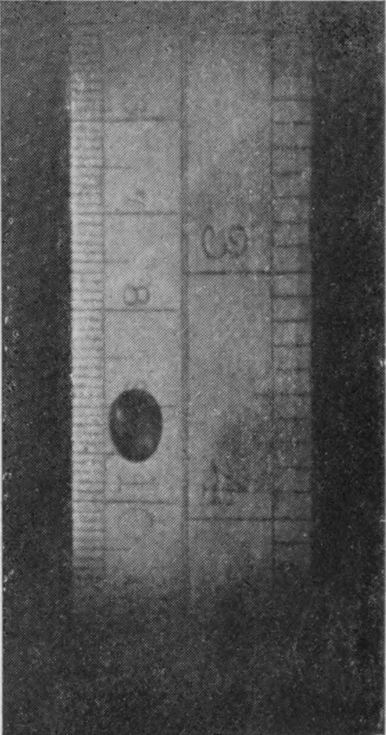 4 — The drop drawn out into an upright oval, elongated vertically, as it oscillates on its way down past the scale.