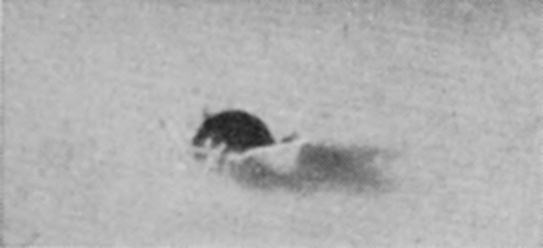 2 T = 0 — The drop has just entered the surface: its upper half is still round and undistorted, and a low cup of liquid is beginning to rise round its base.